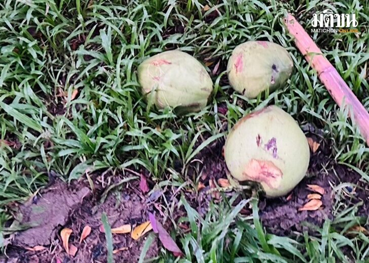 尼姑打椰子做飯 不幸砸中頭部身亡