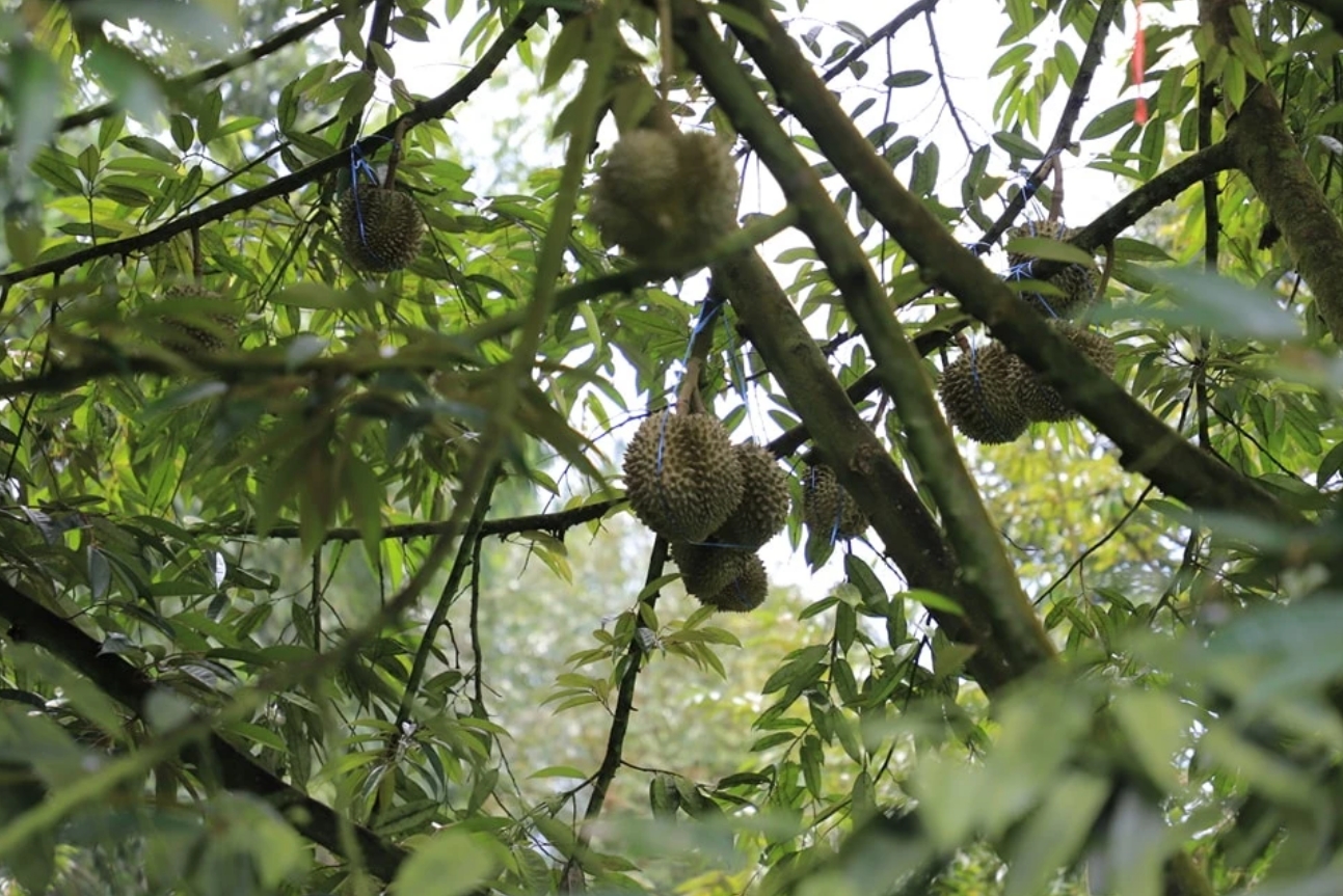 明年榴槤產量將暴增 種植面積破百萬萊