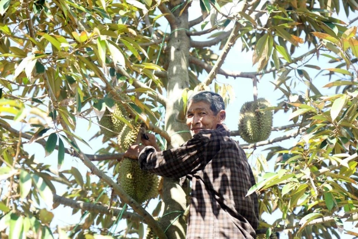 越南榴槤對華出口量 接近泰國一半