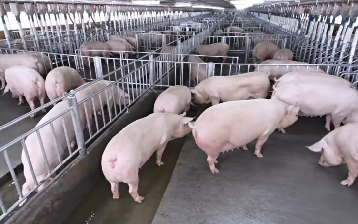 豬肉逐步調價 目標春節按80銖核價
