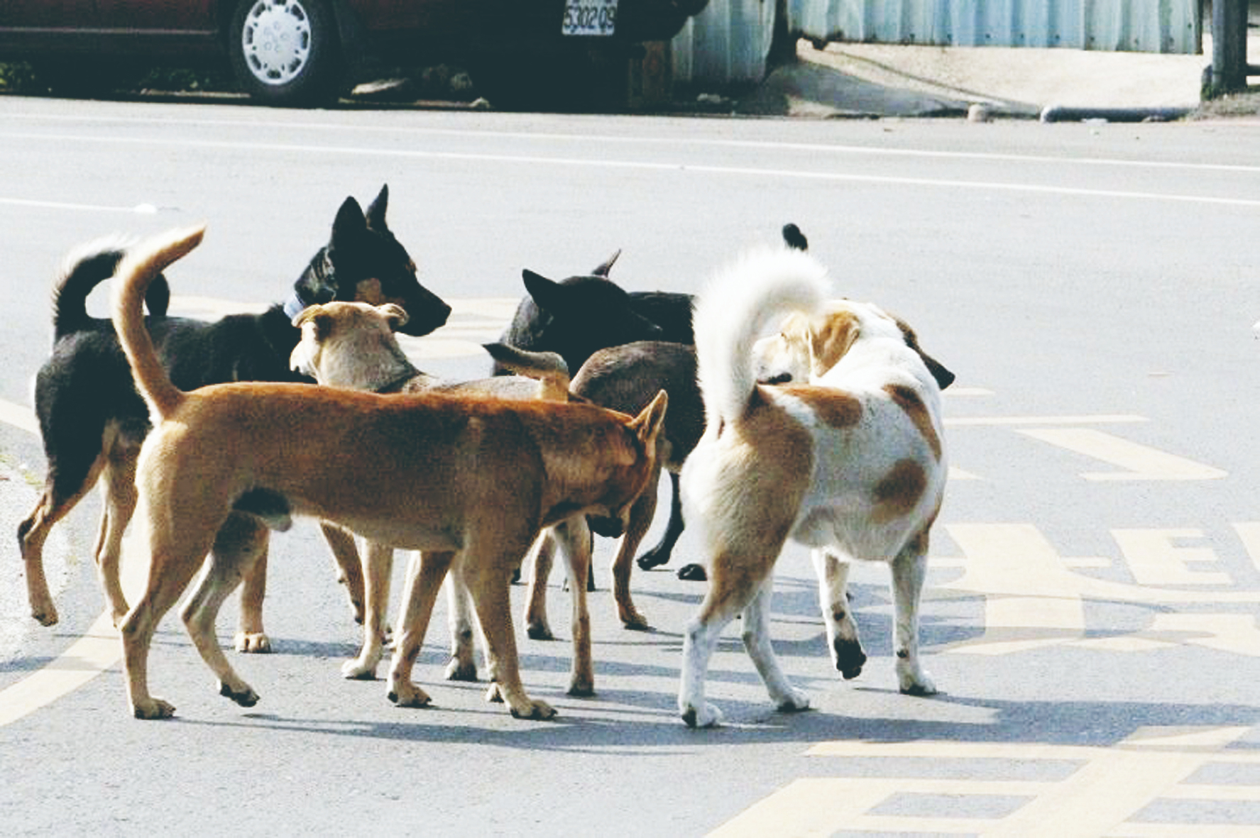 印尼警截獲逾200隻遭綑綁小狗卡車