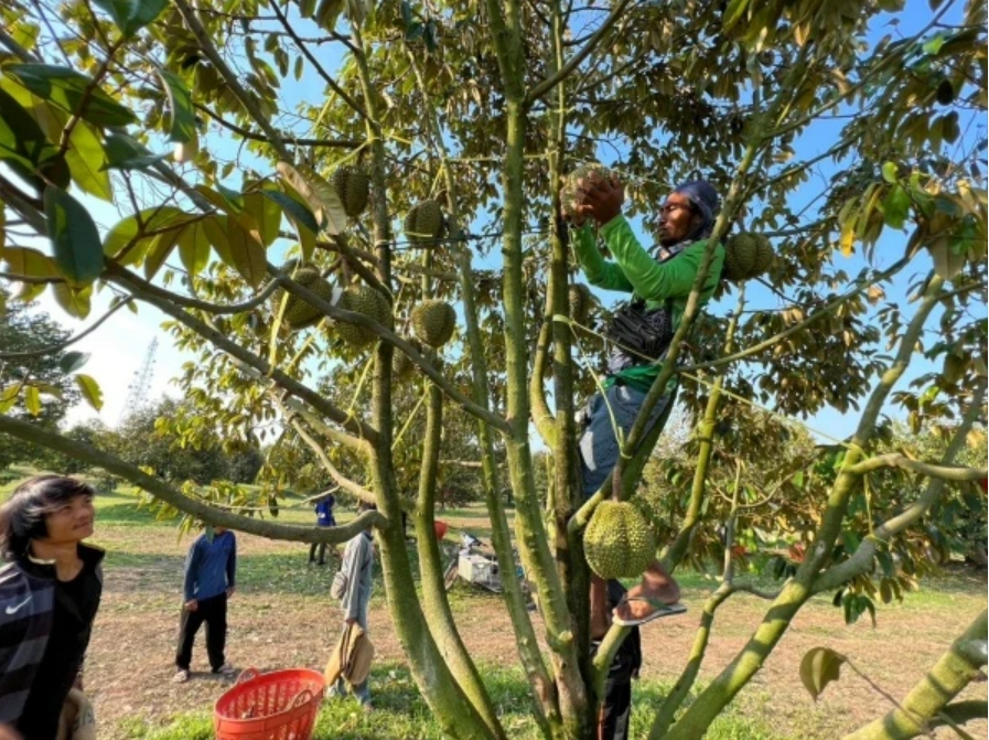 東部榴槤種植擴增3倍 農業灌溉缺水