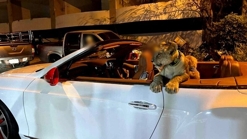 獅子爽坐賓利敞篷車遊街 飼主3人遭提告