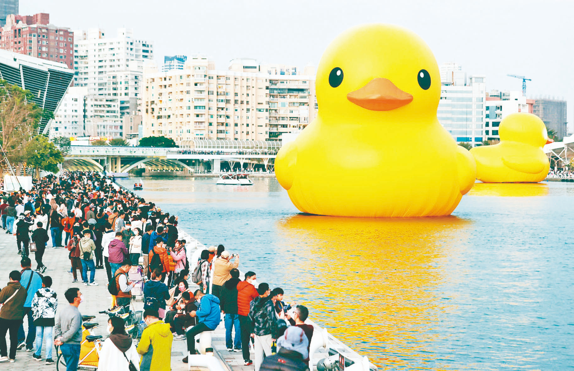 暌違10年 黃色小鴨重返愛河灣