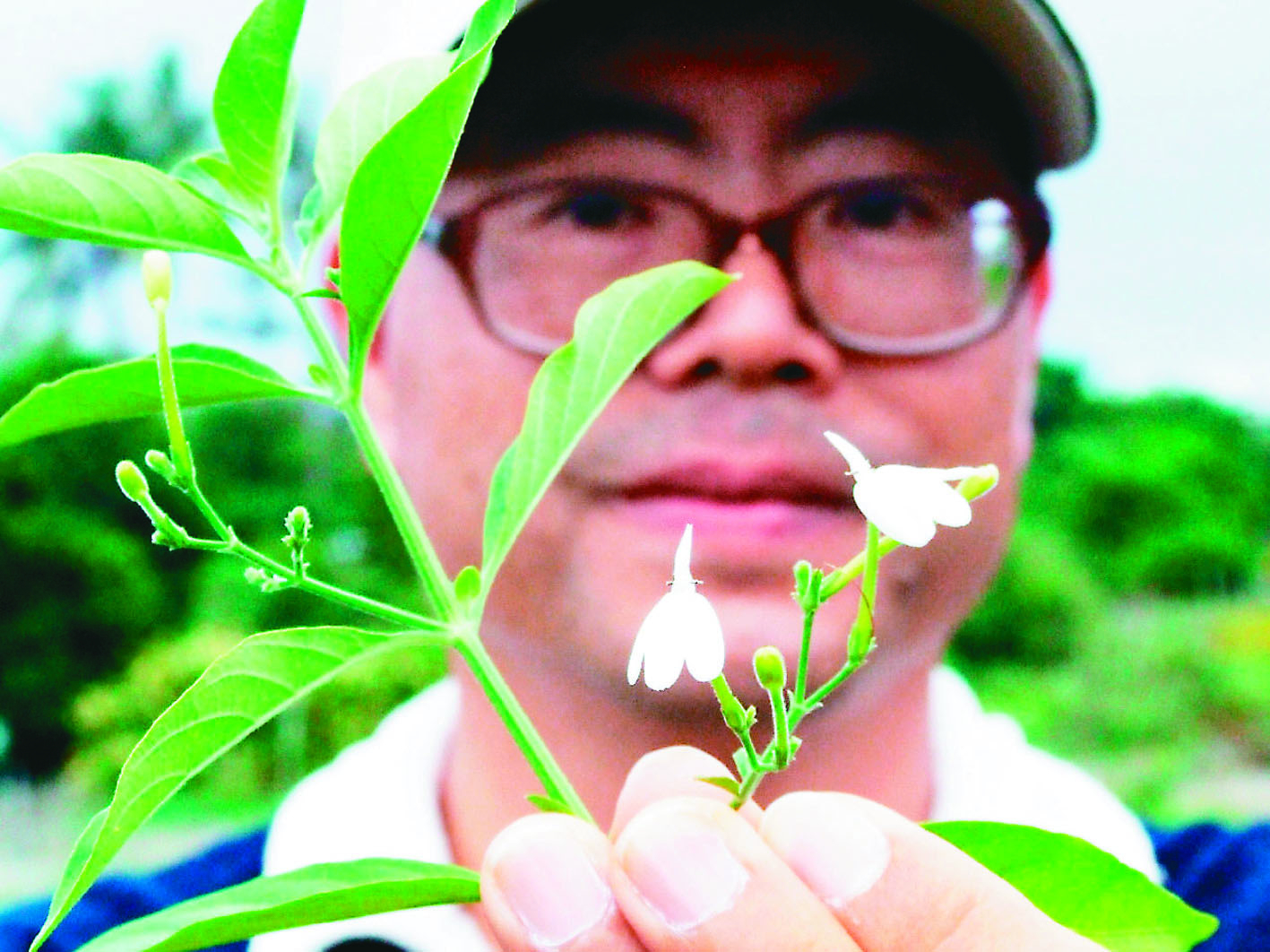 夏日4植栽 泡茶、煎蛋、敷臉助養生