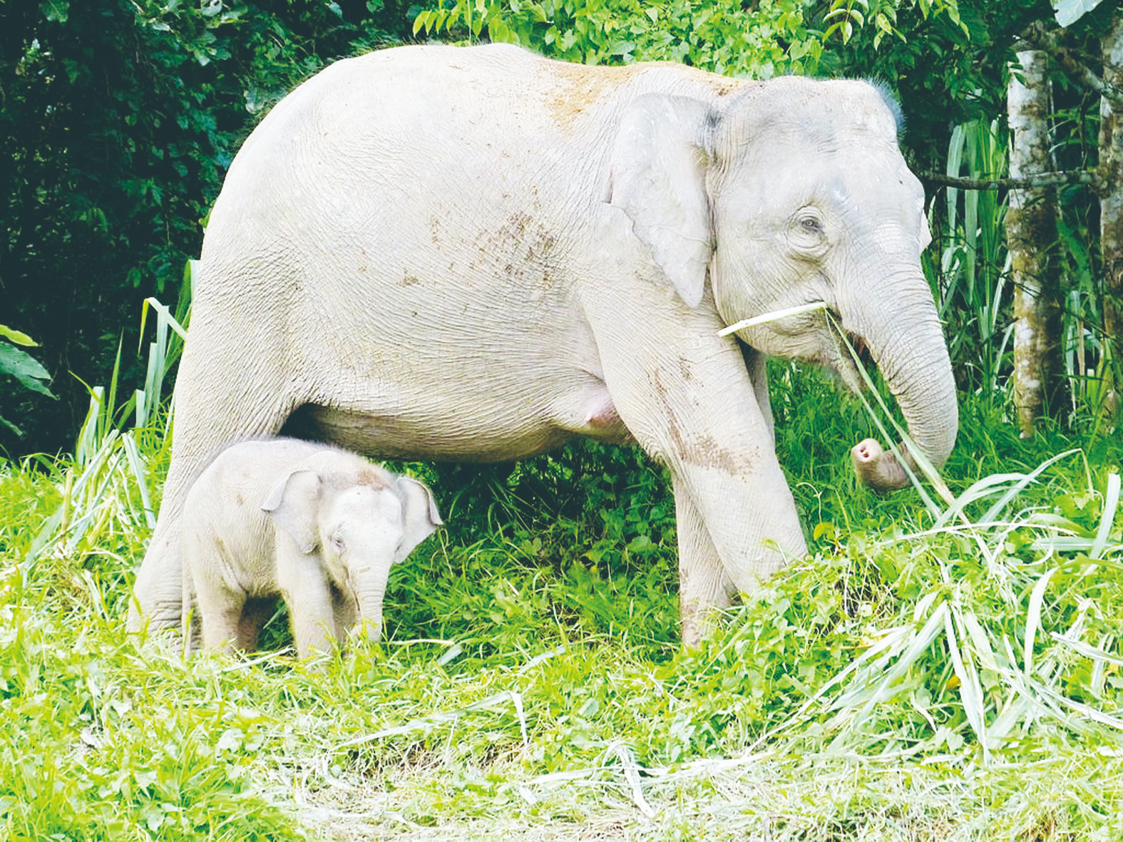 婆羅洲象油棕園覓食 大馬掀保育爭論