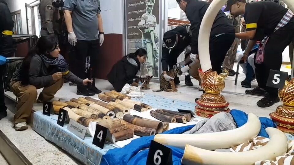 販賣老虎象牙被抓 夫婦:不是我們的