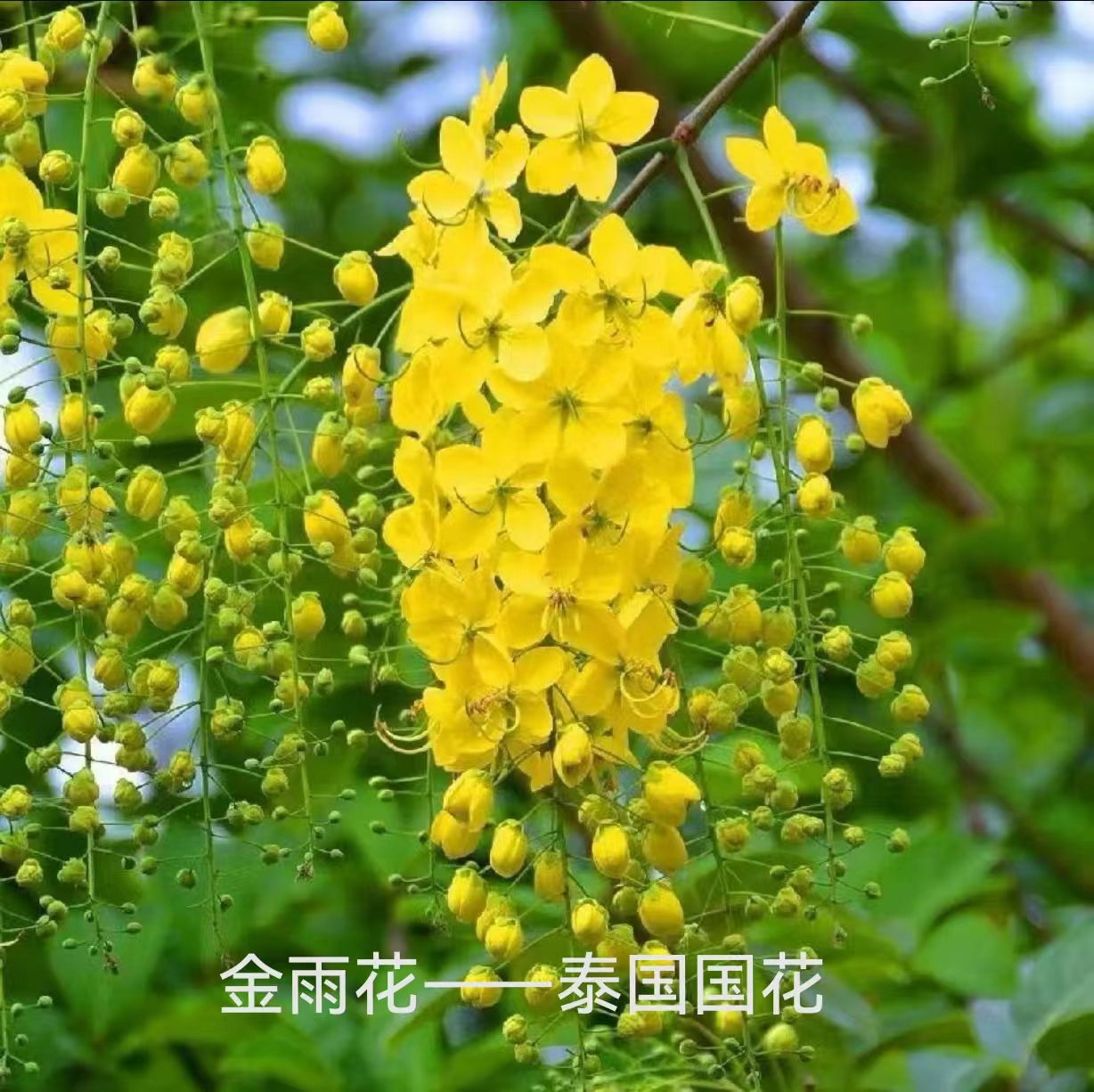 泰中文联主办2024首届“金雨花”诗歌节