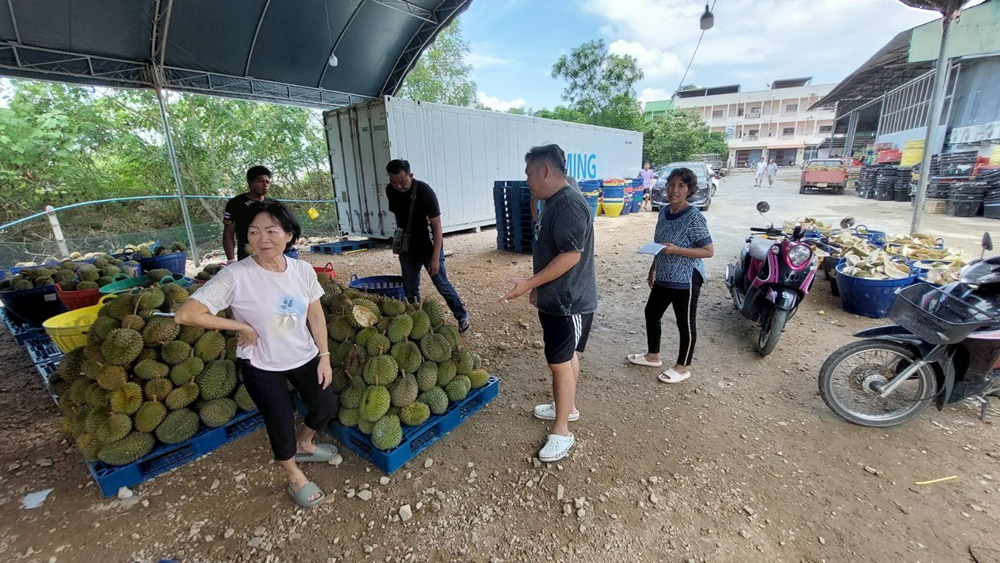 勿洞縣榴槤市場火爆 鄰國消費者追捧