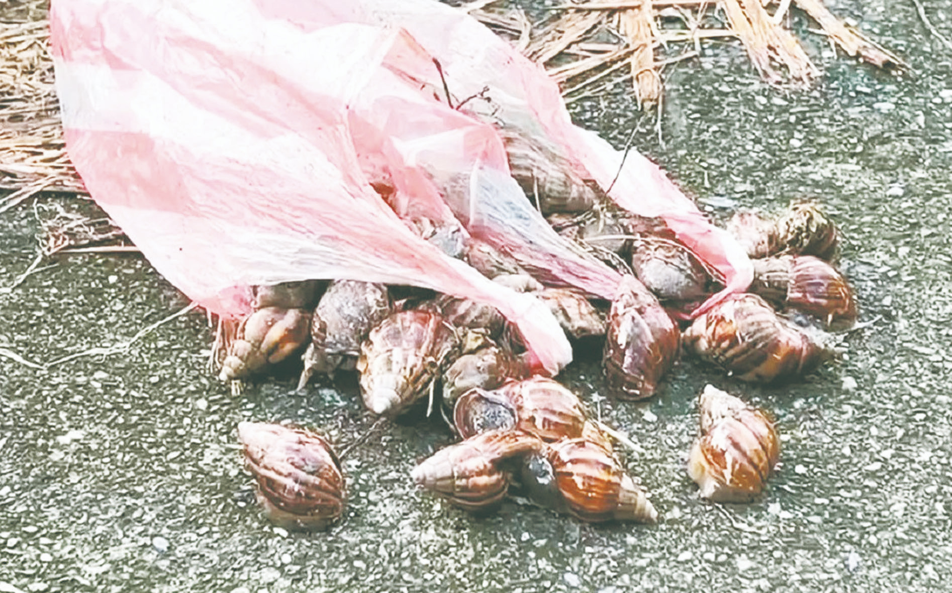 台東蝸牛粽奪3命 醫護聞到農藥味