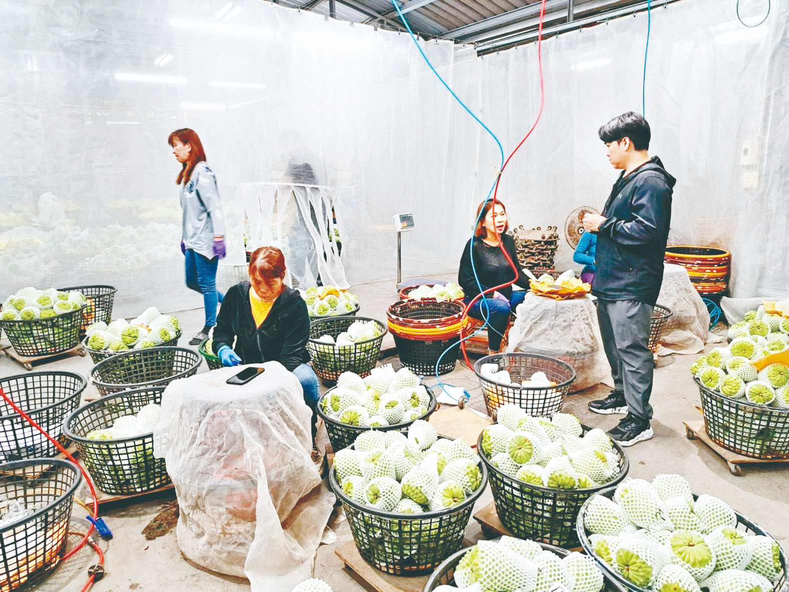 陸取消免稅 台釋迦、白帶魚重創