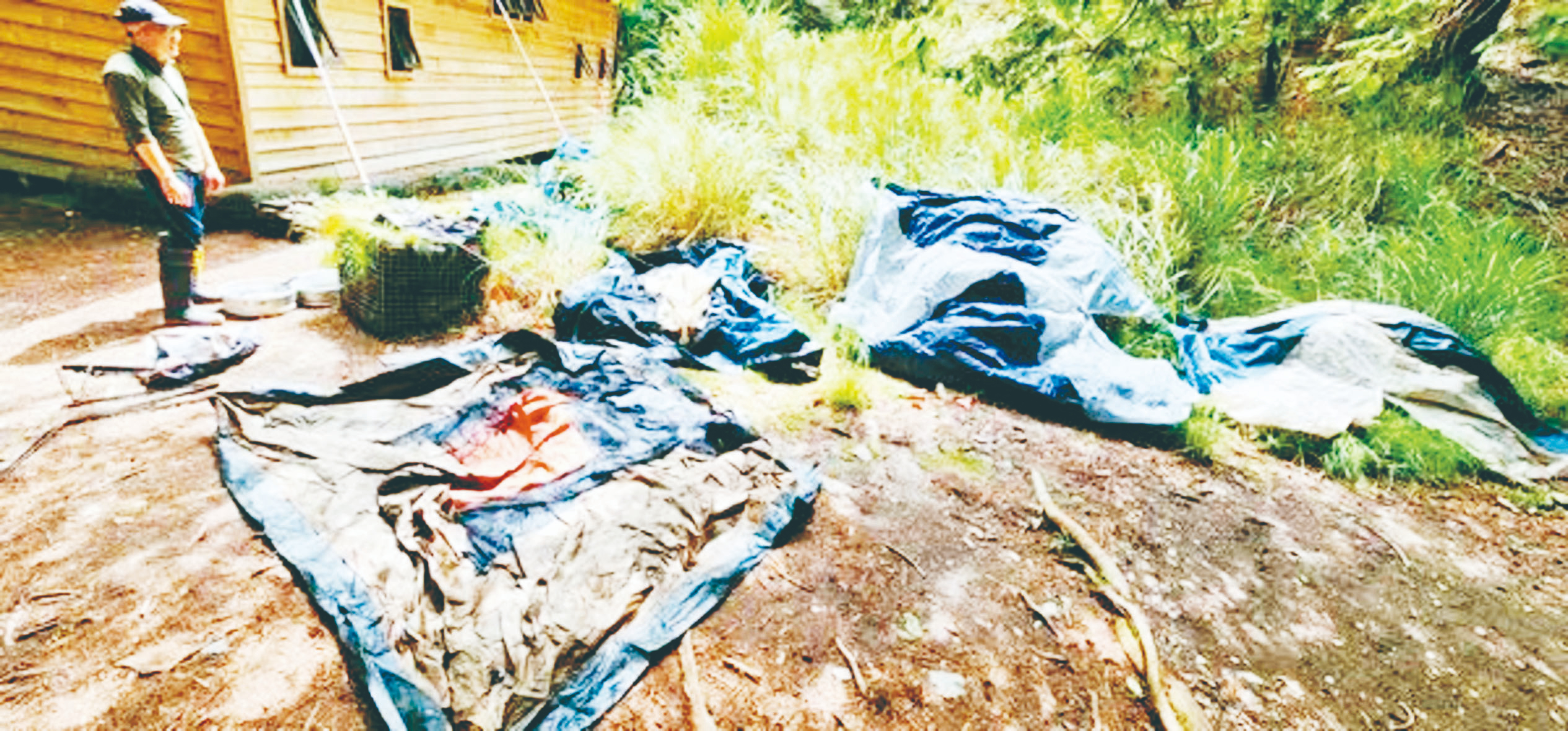堆滿垃圾、廚餘 避難山屋淪生態殺手